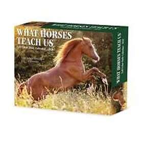 Wlcp What Horses Teach Us 2026