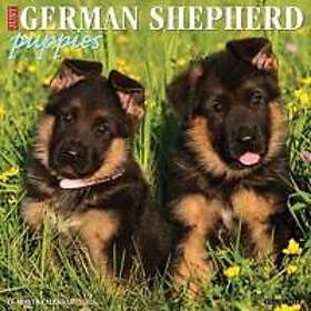 Willow Creek Press Calendars German Shepherd Puppies Wall Calendar 2026 12X12