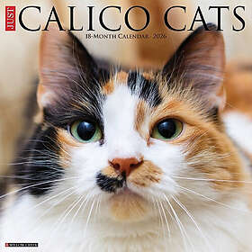 Wlcp Calico Cats Wall Calendar 2026
