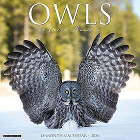 Wlcp Owls Wall Calendar 2026