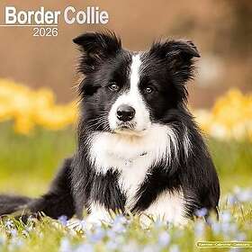 Border Collie Puppies Wall Calendar 2026 Square