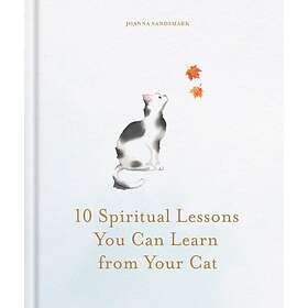 10 Spiritual Lessons You Can Learn from Your Cat Essential Life Lessons We Can L