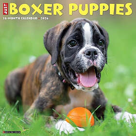 Willow Creek Press Calendars Boxer Puppies 2026 Wall Calendar 12x12in